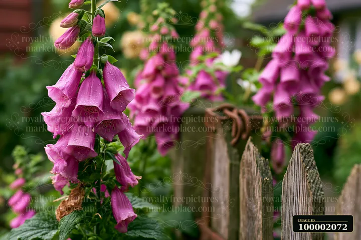 Bright foxglove flowers stand tall by a wooden fence near a cottage.