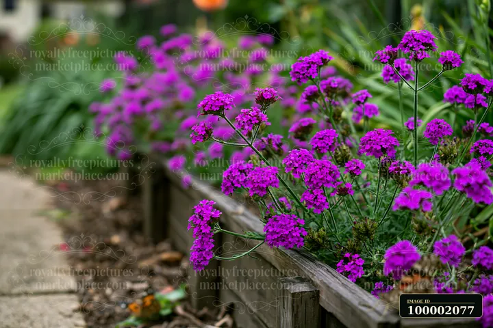 In a garden setting, vibrant verbena flowers in a container show their rich purple color.