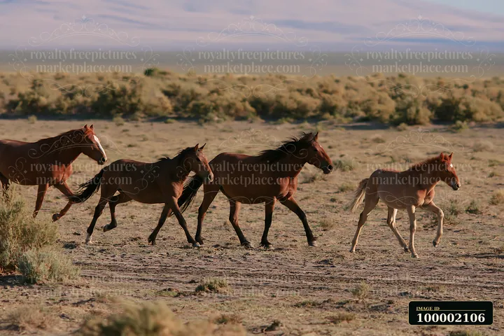 Wild horses are running across a desert plain with sparse vegetation.
