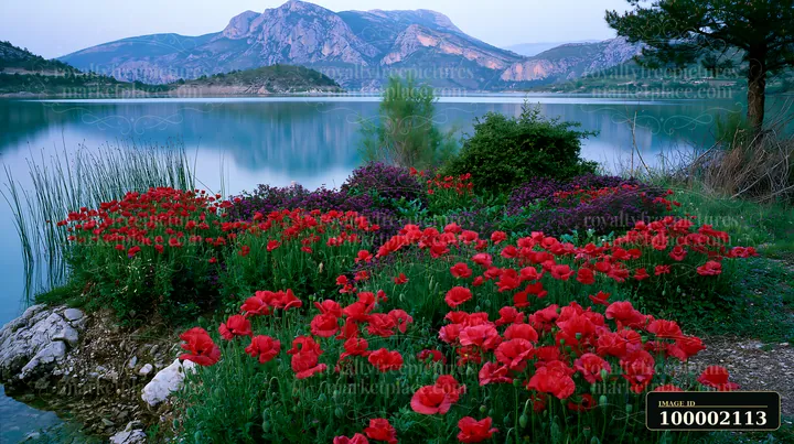 Bright red flowers grow on the shoreline of the island with flowers and mountain backdrop, reflecting in the calm water of the lake surrounded by mountains and