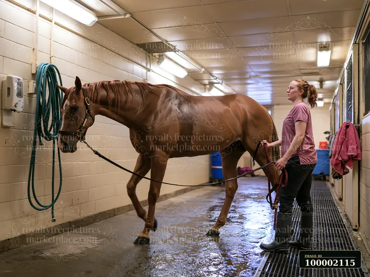 A veterinarian is examining a horse in a wash area of a veterinary clinic.