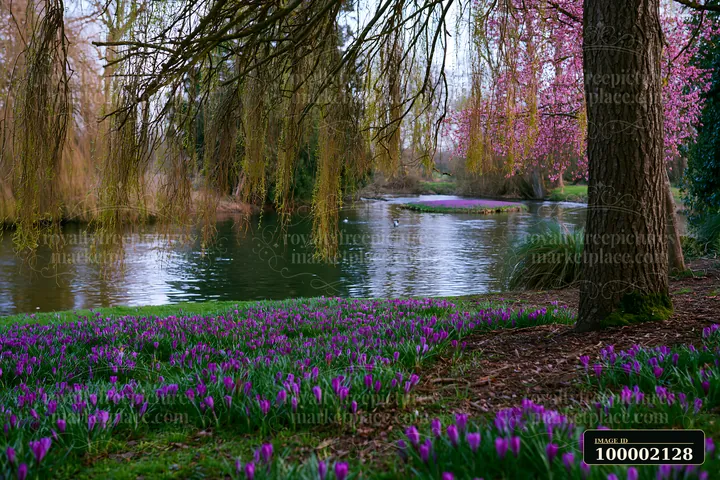 A vibrant display of crocuses covers the ground on an island by a river.