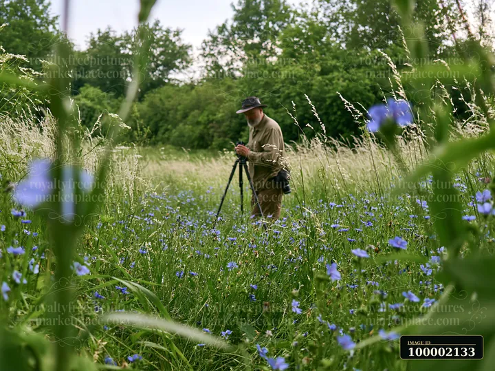 A nature photographer in wildflower meadow sets up a tripod among green grass and blue flowers.