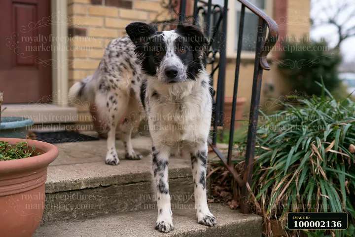 A rare dog breed with a spotted coat stands on the stone steps of a house, looking curiously at the camera.