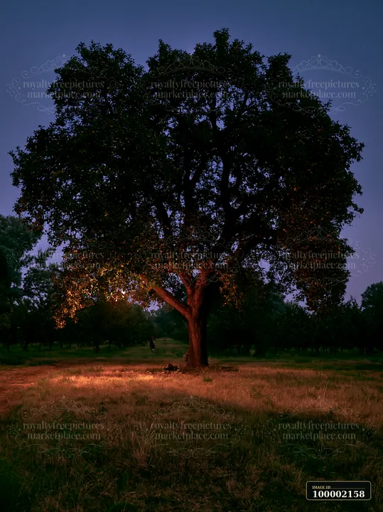 A solitary tree stands under a dark sky, illuminated softly by light at night.