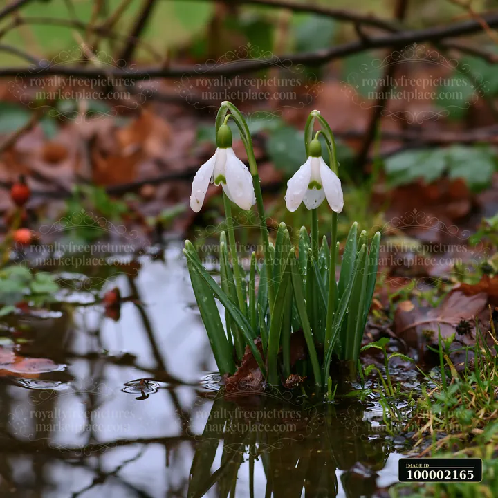 Snowdrop flowers beneath trees grow in a damp area surrounded by fallen leaves and wet earth.