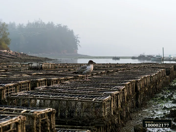 A bird stands on top of oyster beds placed along the coastline.
