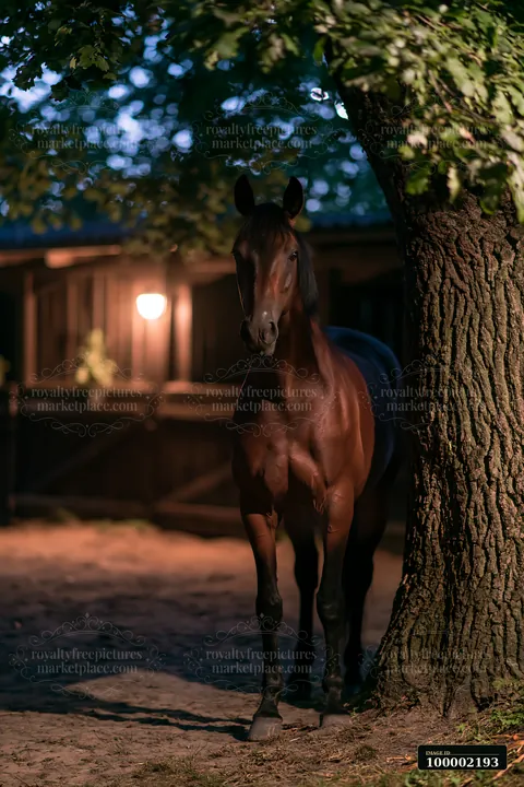 A brown horse stands near a stable with soft lighting around it.