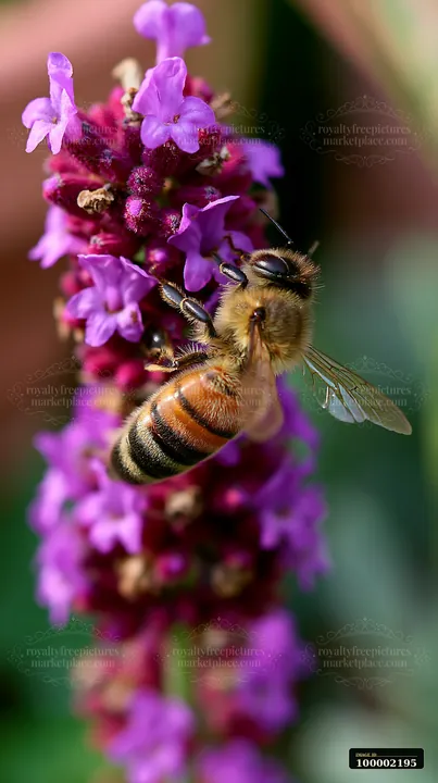 A honey bee is busy collecting nectar from a purple lavender flower in a garden setting.