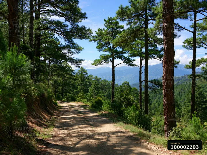 A dirt path winds through a pine forest overlooking a distant mountain range.