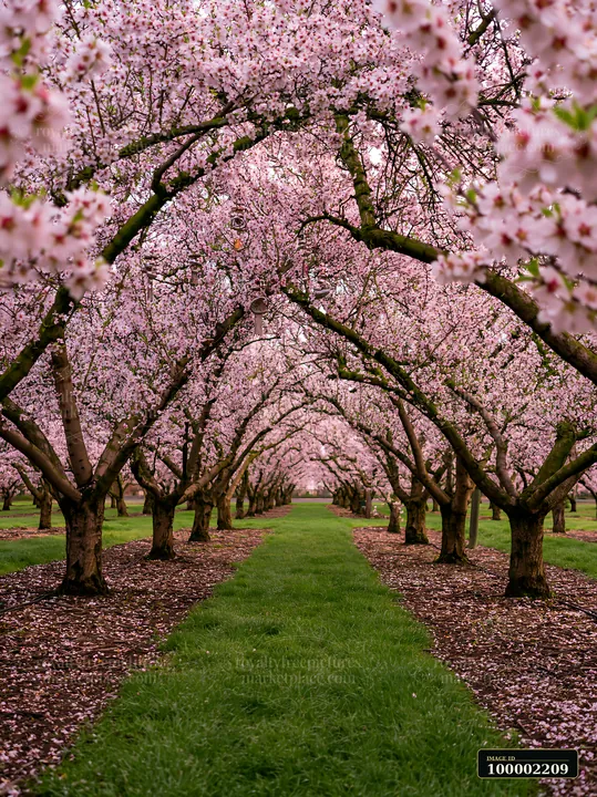 Rows of almond trees covered in pink blossoms create a colorful pathway in an orchard during spring.