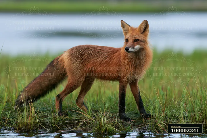 A red fox walks through tall grass near the water on a coastline with salt marsh.