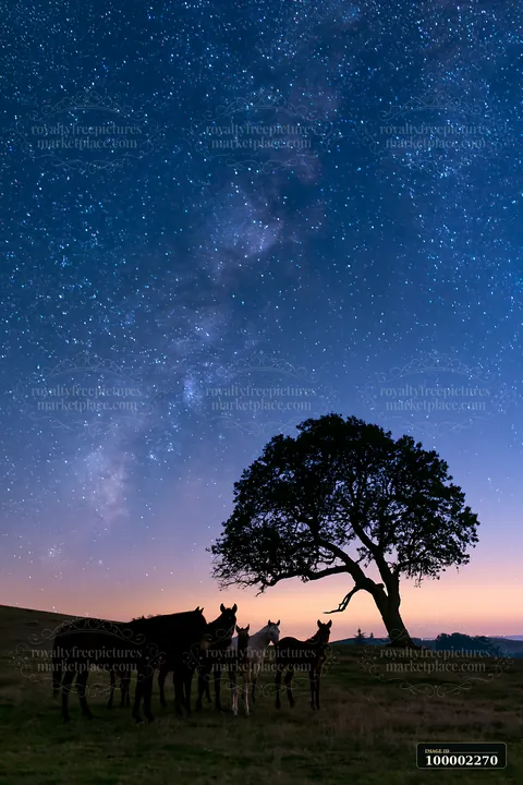 A wild horse herd is seen silhouetted against a starry night sky, with the Milky Way clearly visible.