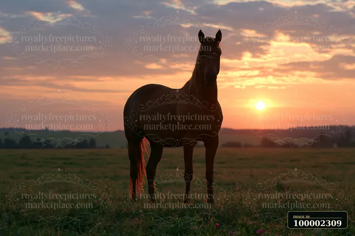 A horse silhouette at sunset stands in an open field.