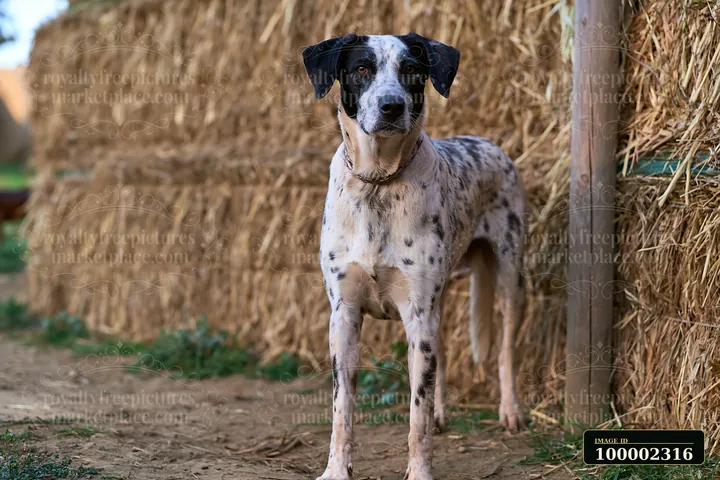 A rare dog breed with a spotted coat stands next to hay bales on a farm.