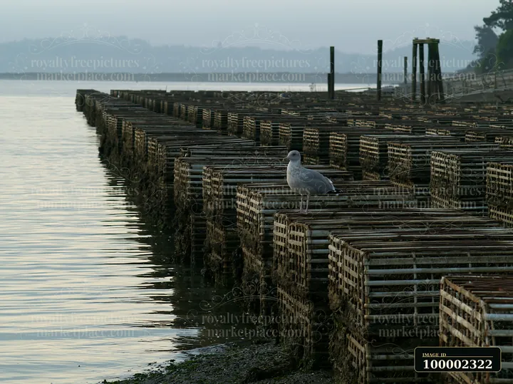 A seagull stands on an oyster bed at the coastline, surrounded by wooden racks used for oyster farming.