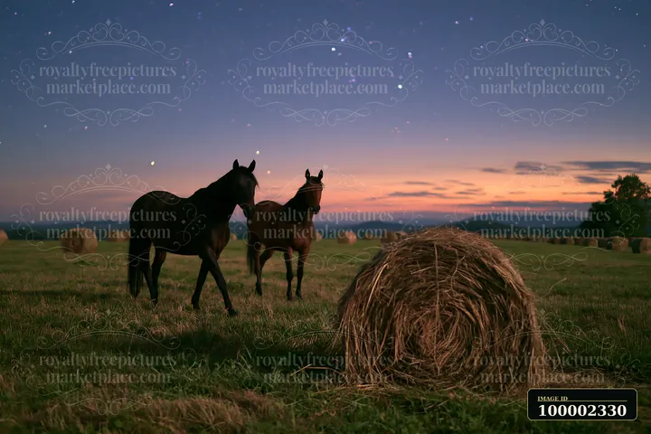Two horses crossing a field beneath stars at dusk, near hay bales.