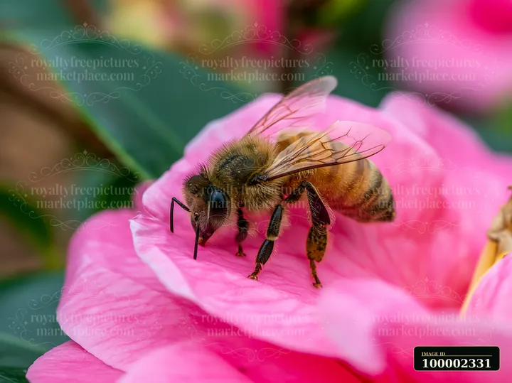 A honey bee crawling on a petal gathers nectar from a bright pink flower.