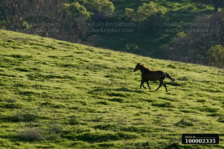 A horse runs across a bright green pasture under clear skies.