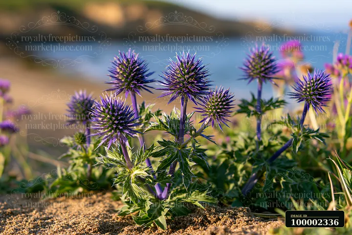 Sea holly flowers by coast are clustered on sandy soil, showcasing their unique shape and color.