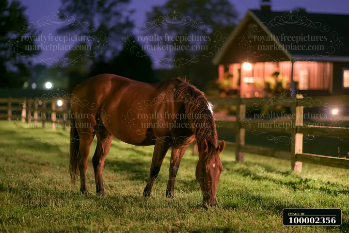 Horses near a stable illuminated at night are seen grazing in a field.