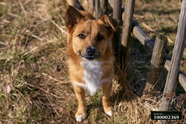 A rare dog breed photographed from above stands near a wooden fence in a grassy field.