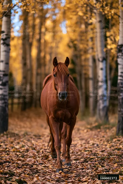 A wild horse walks along a trail in a remote wilderness landscape filled with golden leaves and tall trees.