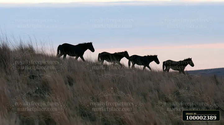 A wild horse herd viewed through tall grass walks across a hillside during sunset.
