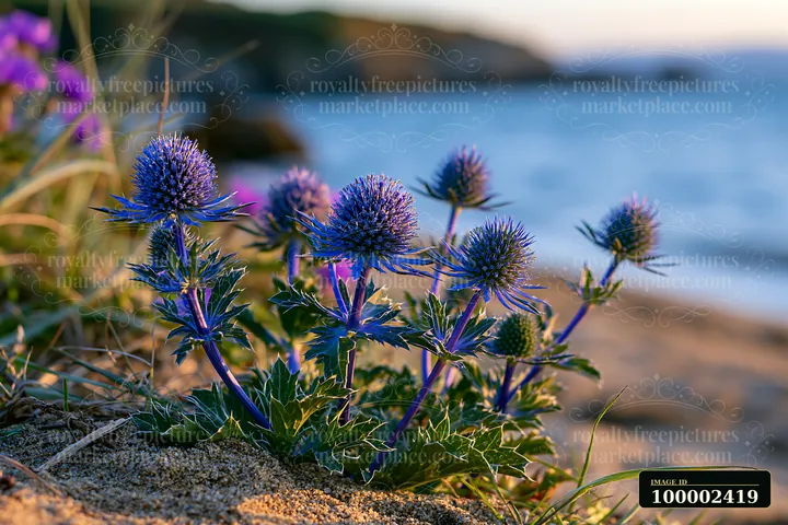 Sea holly flowers bloom near the shore where sand meets water.