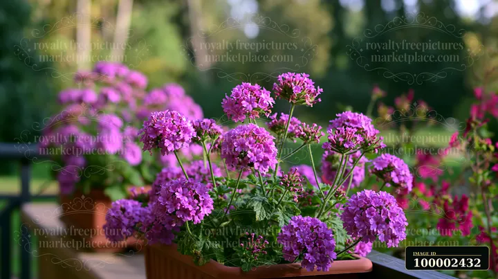 Clusters of colorful verbena flowers in a container brighten a balcony.