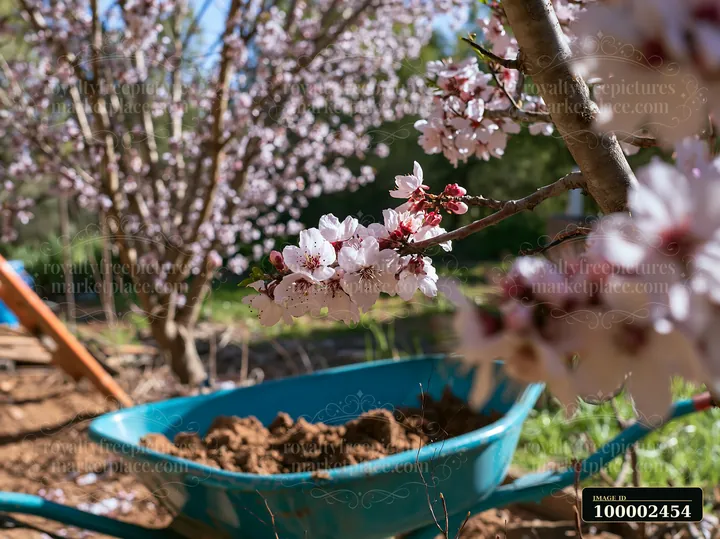 Blooming trees in a sunny backyard provide a burst of color.