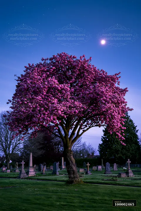The scene shows a quiet war cemetery with stars and moon lighting a blooming pink tree.