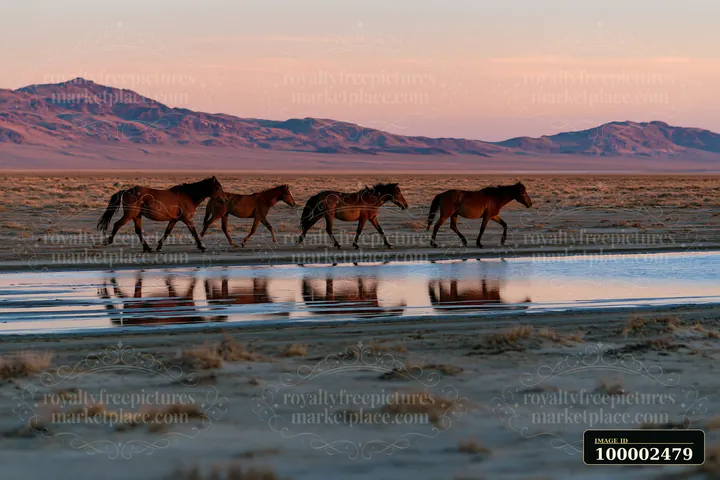 Wild horses run across a desert plain with a reflection in water.