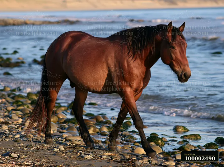 Wild horses walking along beach explore the shoreline with wet sand and pebbles.