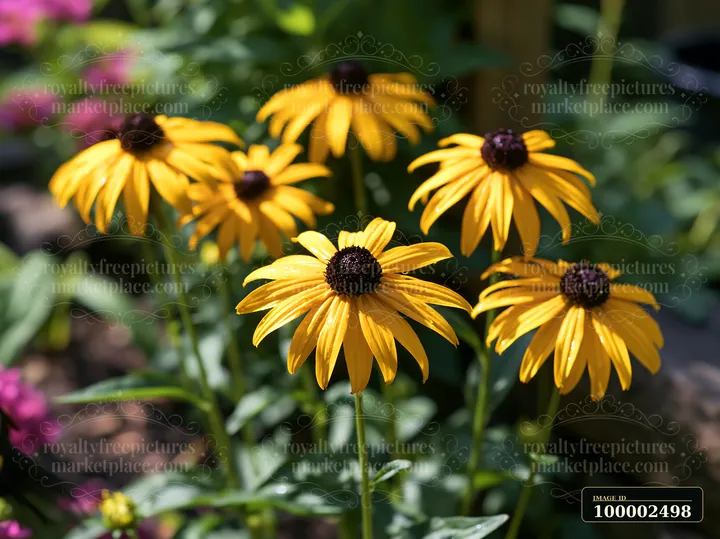 Rudbeckia flowers in sunlight stand tall among green leaves in a garden.