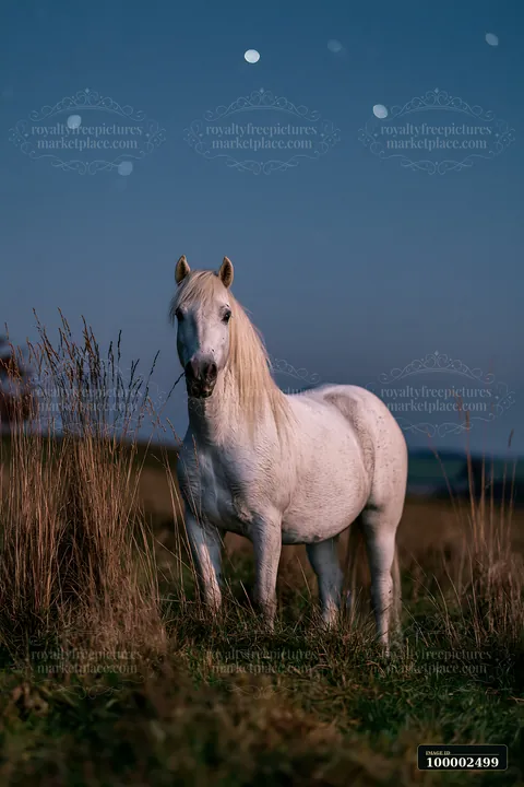 A horse stands in a grassland under a night sky filled with stars.
