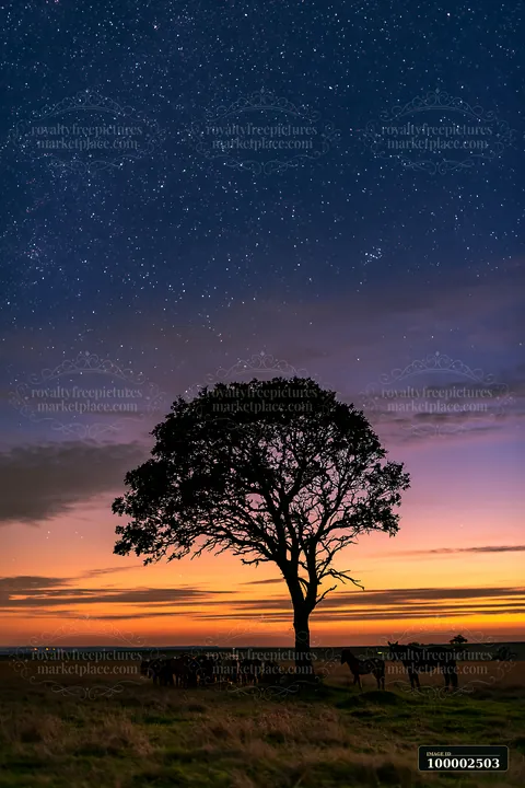 A wild horse herd silhouetted against stars stands near a tree at twilight.