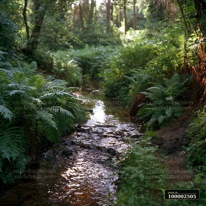 A clear stream flows through a woodland area filled with ferns.