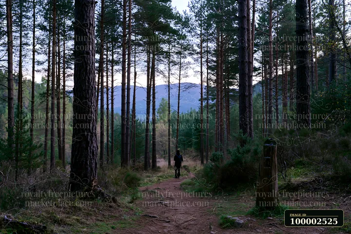 A person walks along a path in a pine forest overlooking a mountain range at dusk.