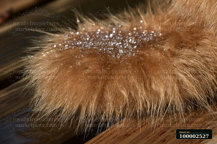 Close-up of wet teddy bear fur shows droplets of water on a soft surface.