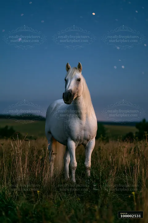 A white horse stands in a grassland at night, surrounded by stars and open fields.