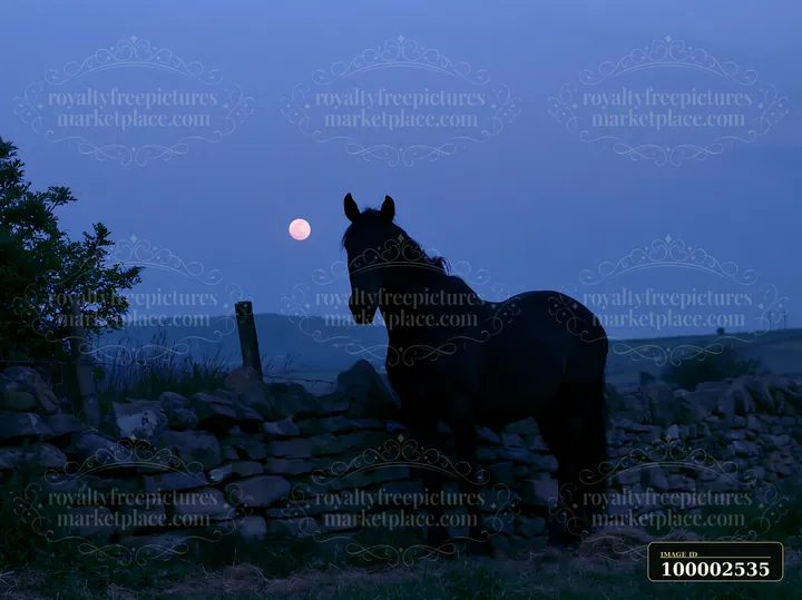 A horse stands beside a stone wall at night, illuminated by a full moon in the background.