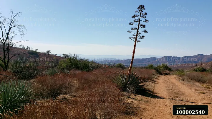 A tall agave flower stalk rises against a clear sky in a desert terrain.