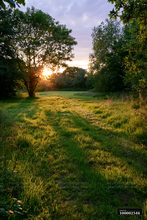 Freshly cut meadow rows lead through green grass under a setting sun.