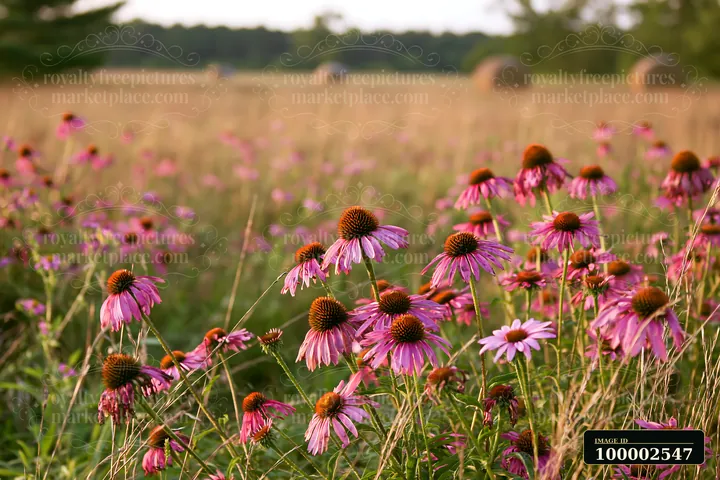 Echinacea flowers bloom in a prairie setting with rolling hills in the background.