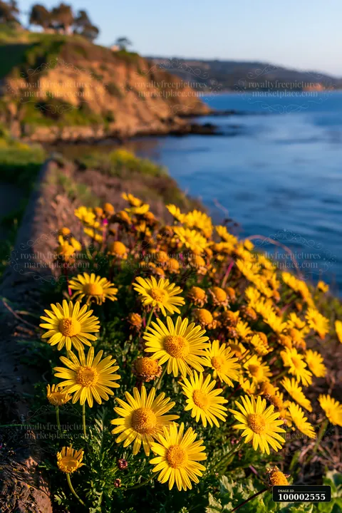 Bright yellow flowers grow along the coastline, with a clear view of the ocean and distant cliffs.