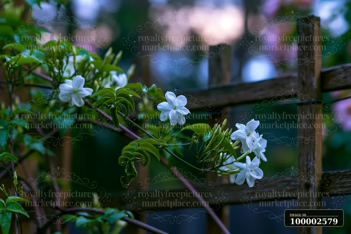 Jasmine flowers at dusk grow on a vine next to a wooden fence.