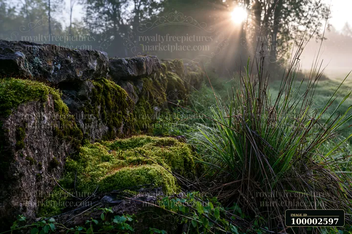 Sunbeams over a misty meadow highlight a stone wall covered in moss.