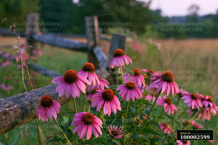 Echinacea flowers in prairie create a vibrant scene near a wooden fence.
