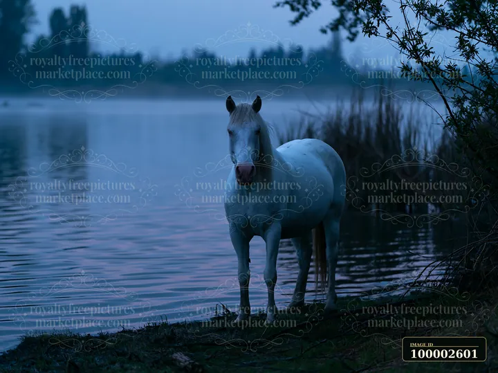 A white horse stands by the edge of a lake during nighttime.